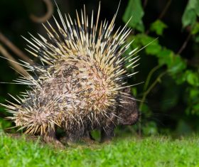 Porcupine Stock Photo 11