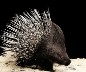 Porcupine Stock Photo 12