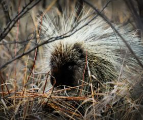 Porcupine Stock Photo 13
