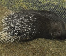 Porcupine Stock Photo 14