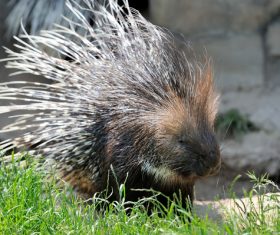 Porcupine Stock Photo 15