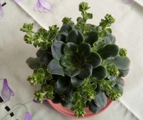 Potted plants with fresh green and meaty plants Stock Photo