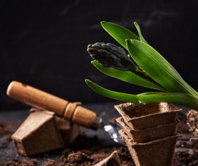 Potted vegetable Stock Photo 01