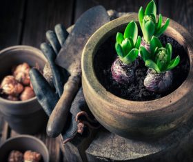 Potted vegetable Stock Photo 02