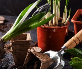 Potted vegetable Stock Photo 04