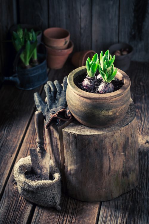Potted vegetable Stock Photo 05