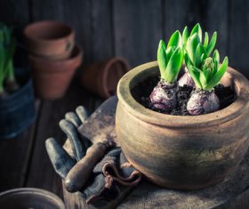 Potted vegetable Stock Photo 07
