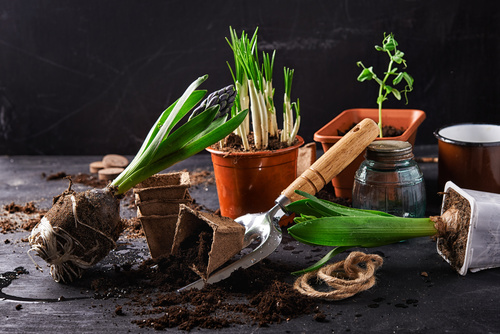 Potted vegetable Stock Photo 08