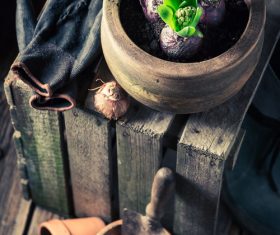 Potted vegetable Stock Photo 13