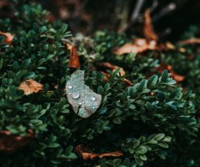 Raindrops on green leaf Stock Photo