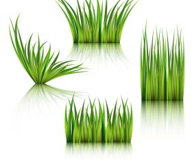 Realistic grass illustration vector material 01