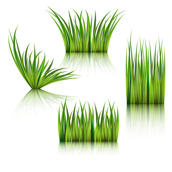 Realistic grass illustration vector material 01