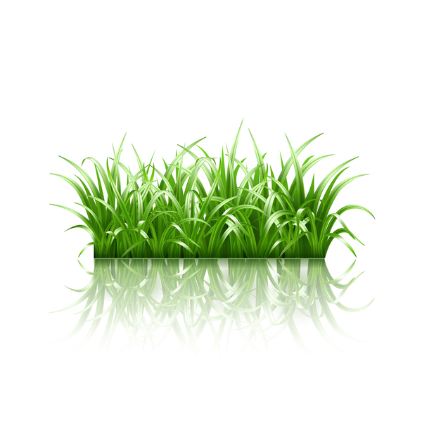 Realistic grass illustration vector material 02