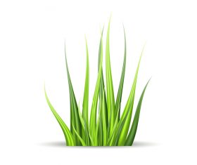 Realistic grass illustration vector material 03
