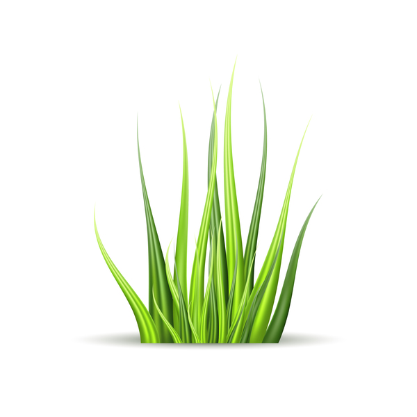 Realistic grass illustration vector material 03