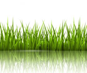 Realistic grass illustration vector material 04