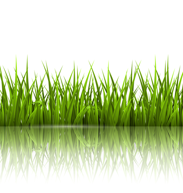 Realistic grass illustration vector material 04