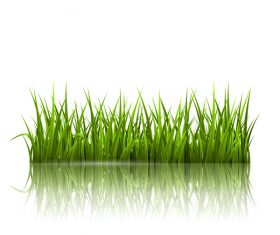 Realistic grass illustration vector material 05