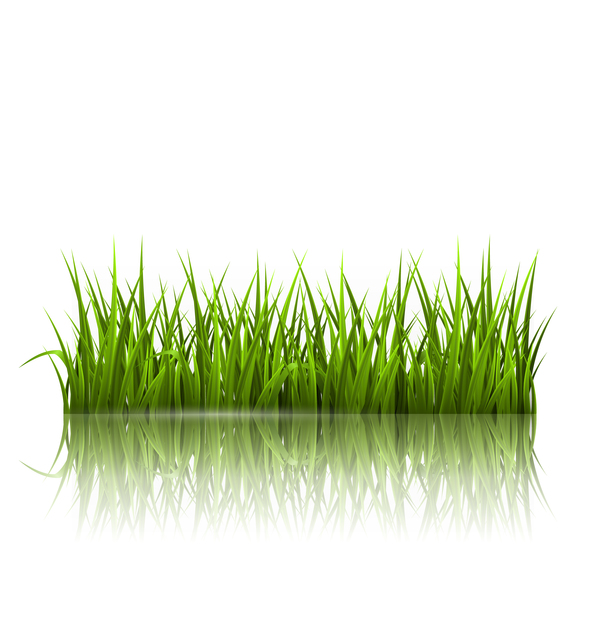 Realistic grass illustration vector material 05