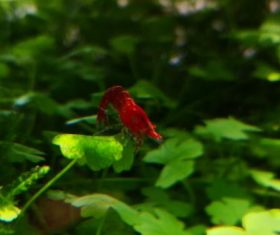 Red shrimp photo