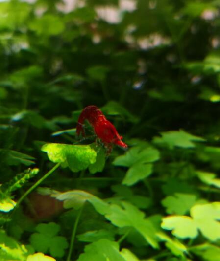 Red shrimp photo