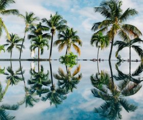 Reflection of coconut trees on swimming pool surface Stock Photo