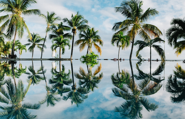 Reflection of coconut trees on swimming pool surface Stock Photo