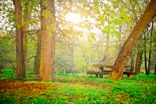 Resting picnic table in the forest Stock Photo 03