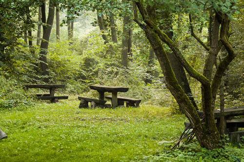 Resting picnic table in the forest Stock Photo 05