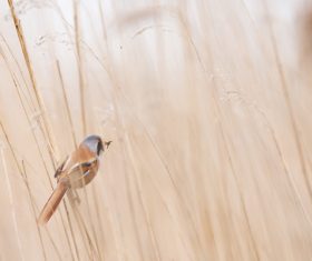 Small bird perching on grass Stock Photo