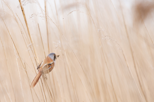 Small bird perching on grass Stock Photo