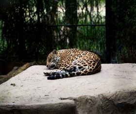 Spots leopard lying in zoo Stock Photo