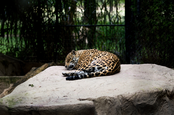 Spots leopard lying in zoo Stock Photo