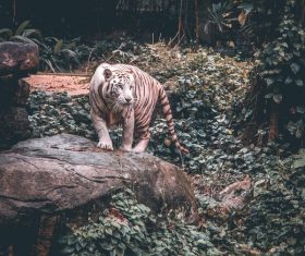 Striped tiger in zoo Stock Photo