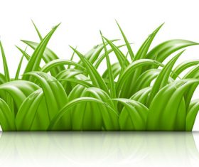 Summer green grass with water dorp illustration vector