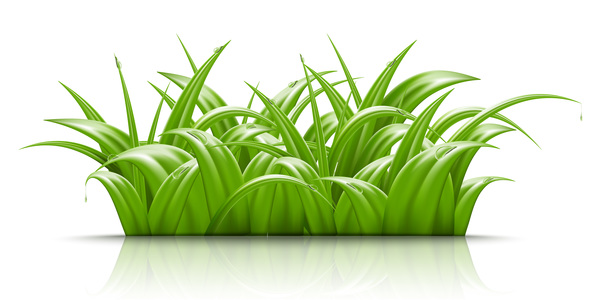 Summer green grass with water dorp illustration vector