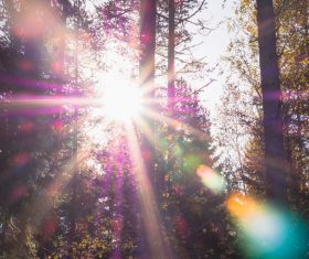 Sunlight in natural forest Stock Photo