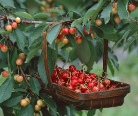 Sweet cherries summer Stock Photo (2)