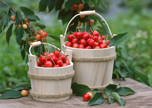 Sweet cherries summer Stock Photo (3)