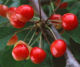 Sweet cherries summer Stock Photo (7)