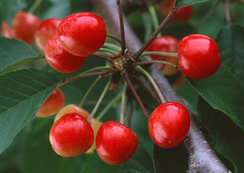 Sweet cherries summer Stock Photo (7)