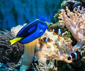 Tropical Fish and Colorful underwater reef Stock Photo 01