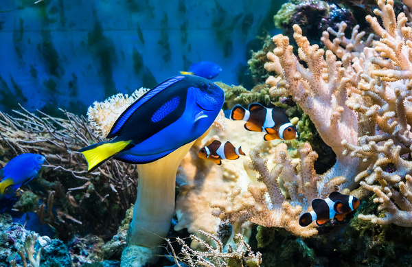 Tropical Fish and Colorful underwater reef Stock Photo 01