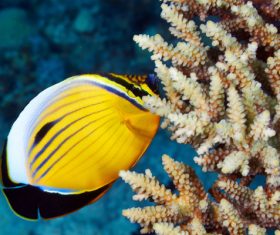 Tropical Fish and Colorful underwater reef Stock Photo 02