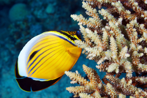 Tropical Fish and Colorful underwater reef Stock Photo 02