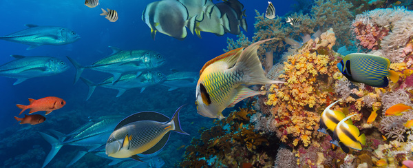 Tropical Fish and Colorful underwater reef Stock Photo 03