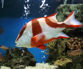 Tropical Fish and Colorful underwater reef Stock Photo 04