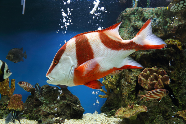 Tropical Fish and Colorful underwater reef Stock Photo 04