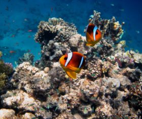 Tropical Fish and Colorful underwater reef Stock Photo 05