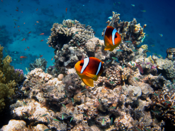 Tropical Fish and Colorful underwater reef Stock Photo 05
